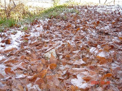 霜の降りた落ち葉写真